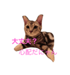 Minto@cat 癒しスタンプ（個別スタンプ：16）