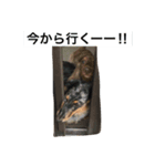 ロタマリブ22（個別スタンプ：1）