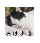 ふくちゃびん（個別スタンプ：1）