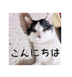 ふくちゃびん（個別スタンプ：2）