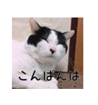 ふくちゃびん（個別スタンプ：3）
