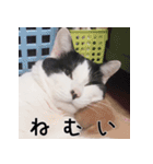 ふくちゃびん（個別スタンプ：5）