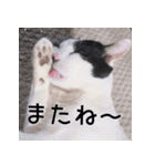 ふくちゃびん（個別スタンプ：7）