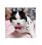 ふくちゃびん（個別スタンプ：8）