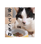ふくちゃびん（個別スタンプ：12）
