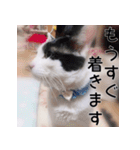 ふくちゃびん（個別スタンプ：13）
