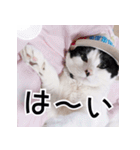 ふくちゃびん（個別スタンプ：15）
