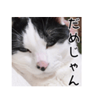 ふくちゃびん（個別スタンプ：16）
