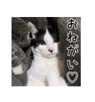 ふくちゃびん（個別スタンプ：17）