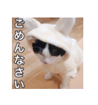 ふくちゃびん（個別スタンプ：21）
