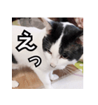 ふくちゃびん（個別スタンプ：23）