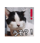 ふくちゃびん（個別スタンプ：25）
