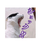 ふくちゃびん（個別スタンプ：27）