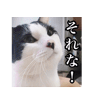 ふくちゃびん（個別スタンプ：29）