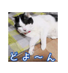 ふくちゃびん（個別スタンプ：30）