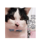 ふくちゃびん（個別スタンプ：33）