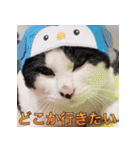 ふくちゃびん（個別スタンプ：34）