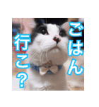 ふくちゃびん（個別スタンプ：35）