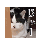 ふくちゃびん（個別スタンプ：36）