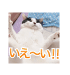 ふくちゃびん（個別スタンプ：38）