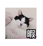 ふくちゃびん（個別スタンプ：39）