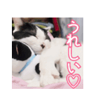 ふくちゃびん（個別スタンプ：40）