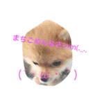強気なわんにゃん（個別スタンプ：2）