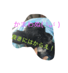 強気なわんにゃん（個別スタンプ：3）