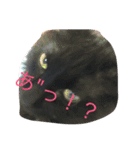 強気なわんにゃん（個別スタンプ：8）