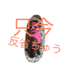 強気なわんにゃん（個別スタンプ：13）
