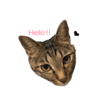 lovely cat's（個別スタンプ：1）