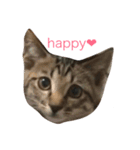 lovely cat's（個別スタンプ：2）