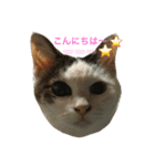 lovely cat's（個別スタンプ：3）
