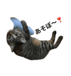 lovely cat's（個別スタンプ：4）