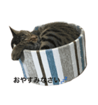 lovely cat's（個別スタンプ：5）