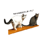 lovely cat's（個別スタンプ：6）