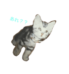 lovely cat's（個別スタンプ：7）