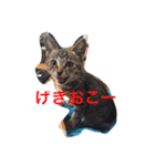 うずとたび ときどきひじき（個別スタンプ：4）