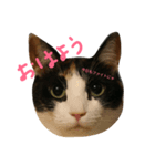 猫まぜ日常(+猫一言付)ネコねこスタンプ（個別スタンプ：1）