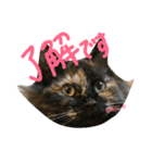 猫まぜ日常(+猫一言付)ネコねこスタンプ（個別スタンプ：3）