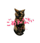 猫まぜ日常(+猫一言付)ネコねこスタンプ（個別スタンプ：4）