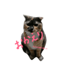 猫まぜ日常(+猫一言付)ネコねこスタンプ（個別スタンプ：6）