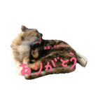 猫まぜ日常(+猫一言付)ネコねこスタンプ（個別スタンプ：7）