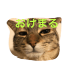 neko.neko（個別スタンプ：1）