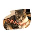 neko.neko（個別スタンプ：2）