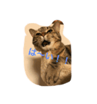 neko.neko（個別スタンプ：3）