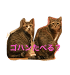 neko.neko（個別スタンプ：5）