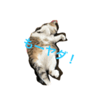neko.neko（個別スタンプ：6）
