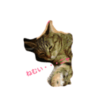 neko.neko（個別スタンプ：7）