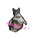 neko.neko（個別スタンプ：8）